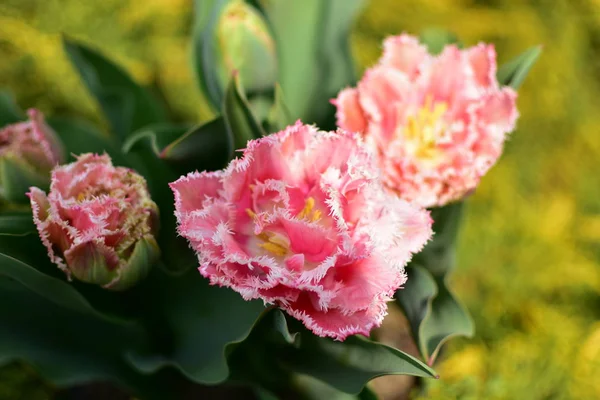 Frühling Voller Frischer Duftender Pflanzen Und Blumen Garten — Stockfoto