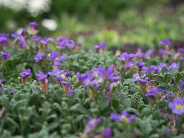 Primavera Piena Piante Fresche Profumate Fiori Giardino — Foto Stock