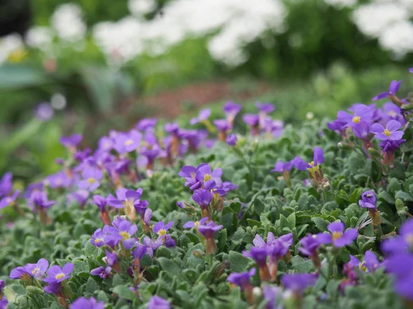 Spring Full Fresh Fragrant Plants Flowers Garden — Stockfoto
