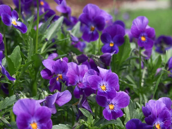 Jaro Plné Čerstvě Vonících Rostlin Květin Zahradě — Stock fotografie