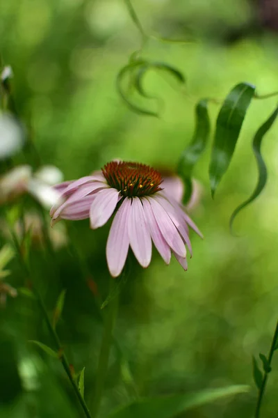 Квітуча Квітка Ехінацеї Мокрому Фоні — стокове фото
