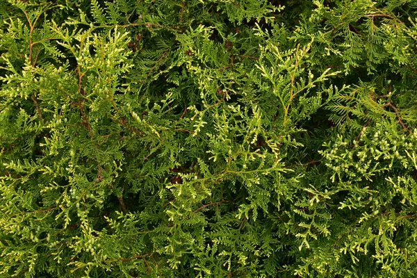 Πράσινο Φόντο Από Thuja Κλαδιά Ένα Ζωντανό Φυτό — Φωτογραφία Αρχείου