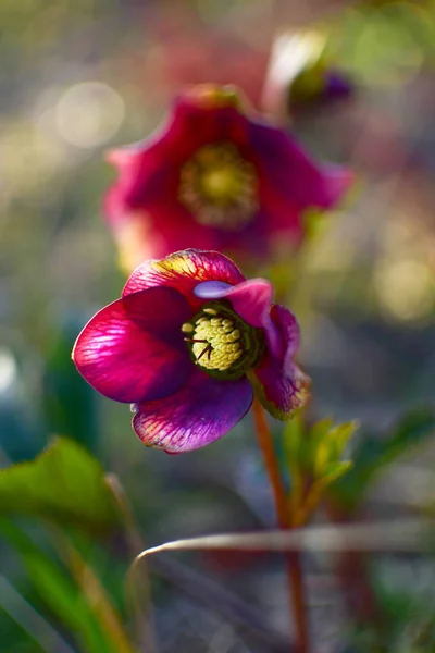 Makrofoto Hellebarde Blume Der Frühlingssonne — Stockfoto