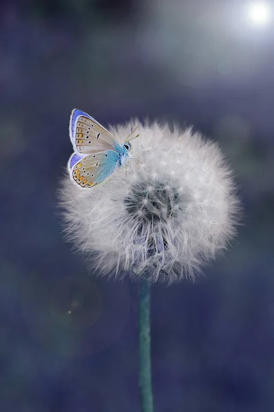 Borboleta Dia Verão Uma Fábrica Jardim Abaixo Luz Ensolarada Dia — Fotografia de Stock