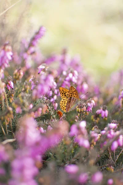 Butterfly Summer Day Plant Garden Sunny Light Warm Summer Day — Stock Photo, Image