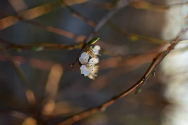 Uma Bela Manhã Ensolarada Dia Abril Primavera — Fotografia de Stock