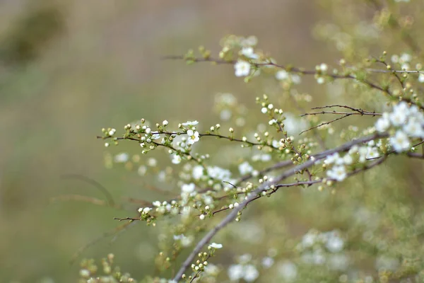 Espirrea Blanca Floreciente Una Mañana Primavera — Foto de Stock