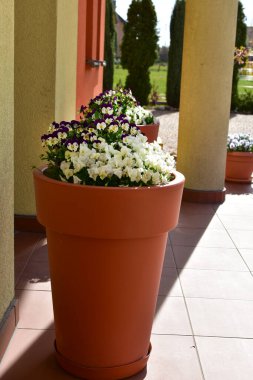 Eve girmeden önce bahar süslemesi, nonoşlarla dolu tencere..