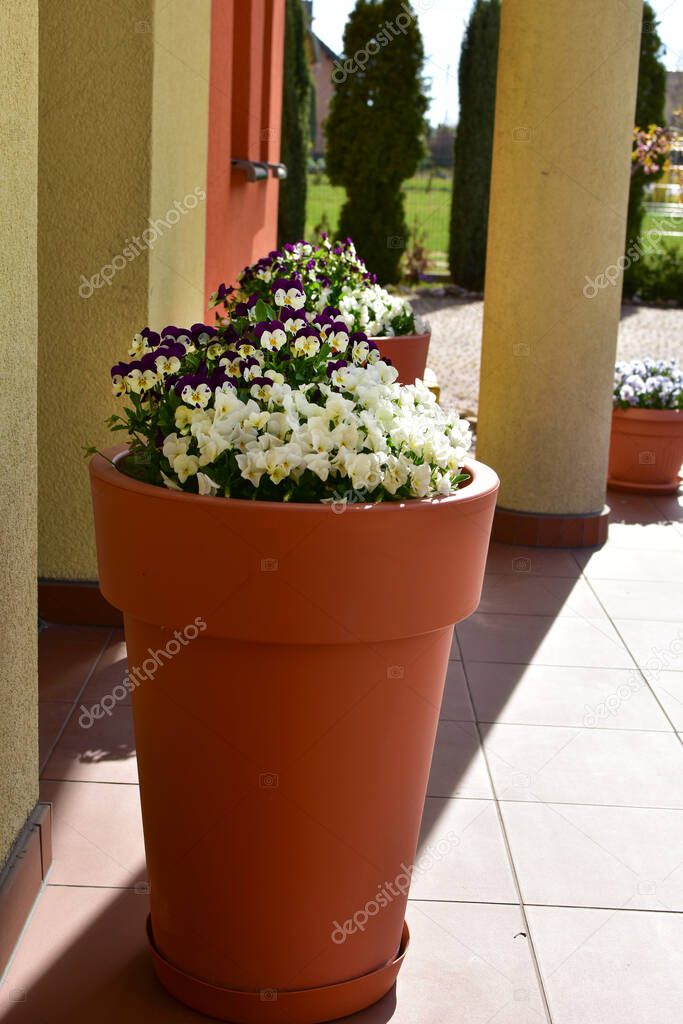 Spring decoration before entering the house, pot with pansies.