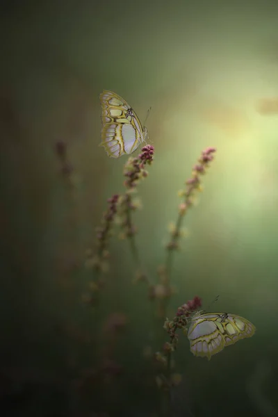 Two Butterflies Glow Mild Green Background — Stock Photo, Image