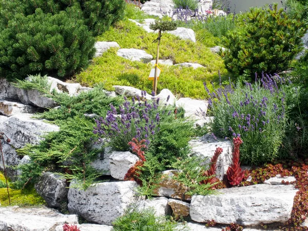 Rockery Nel Giardino Spettacolo Piantumato Con Conifere Lavanda Immagini Stock Royalty Free