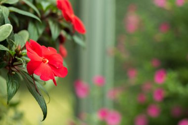  renkli kırmızı çiçekli Bahçe