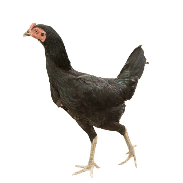Zwarte kip kip — Stockfoto