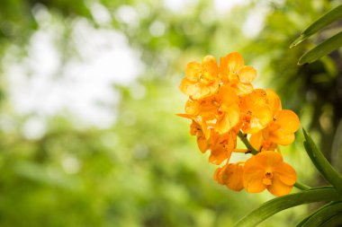 güzel portakal çiçeği 