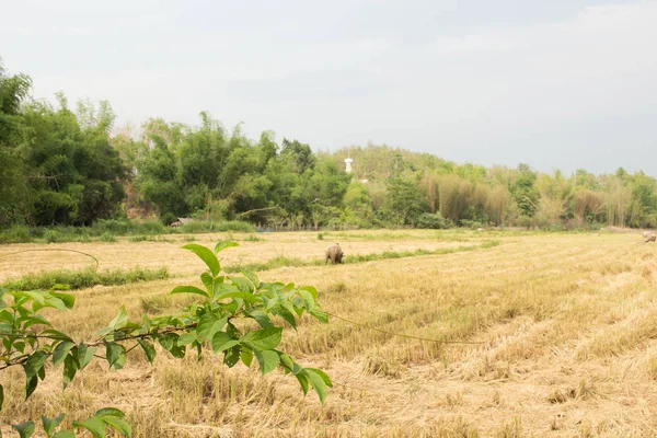 Rice fields thailand — Stock Photo, Image