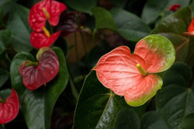 Bahçede antoryum çiçek çiçek.