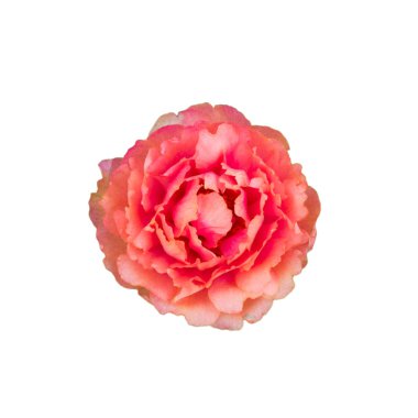 Beyaz arkaplanda çiçek 