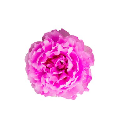 Beyaz arkaplanda çiçek 