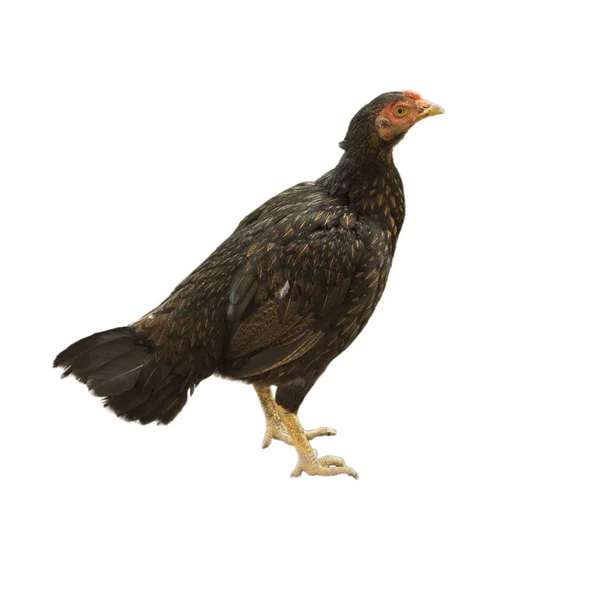 Kyckling isolerad på vit bakgrund. — Stockfoto