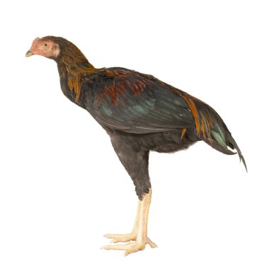 Genç beyaz arka plan üzerinde izole Gamecocks.