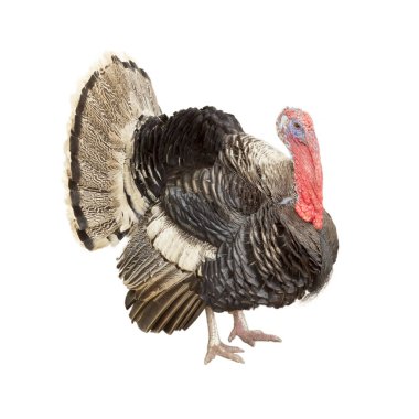 Türkiye beyaz arkaplanda izole.