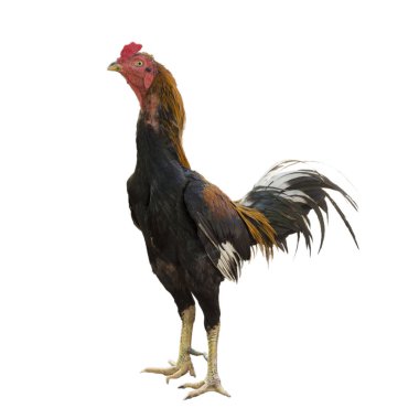 Gamecocks solated beyaz arka plan üzerinde.