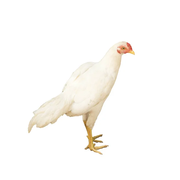 Kip geïsoleerd op witte achtergrond. — Stockfoto