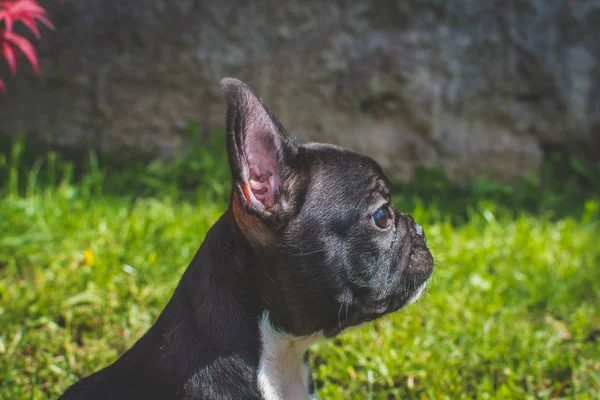 The French Bulldog also known as the Frenchie