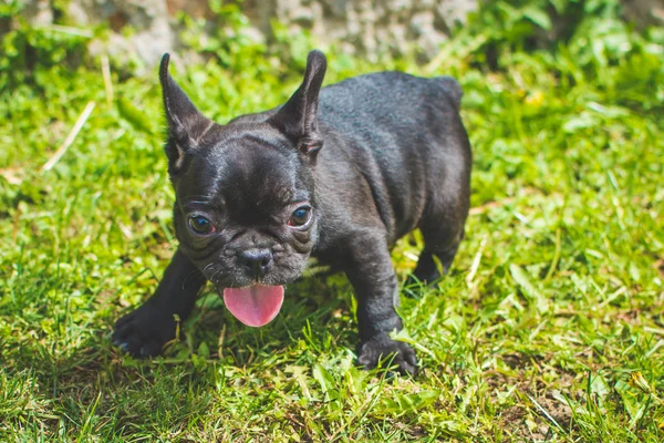 The French Bulldog also known as the Frenchie