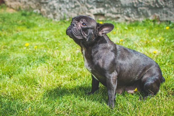 The French Bulldog also known as the Frenchie