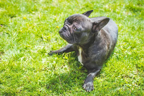 The French Bulldog also known as the Frenchie