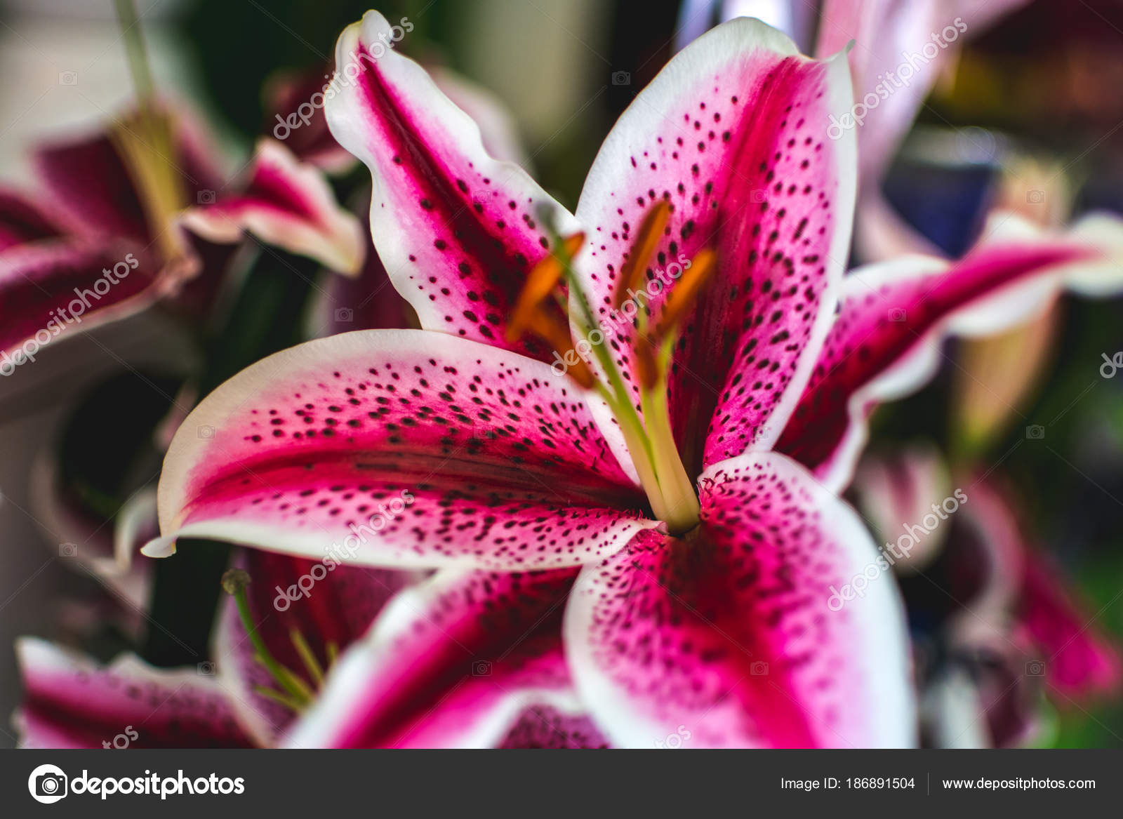 Lilium Orientalis Stargazer Oriental Lily Stargazer Famous Its Vibrant Pink Stock Photo C Milbog