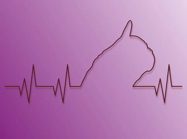 Pulso cardíaco, Bulldog francês — Fotografia de Stock
