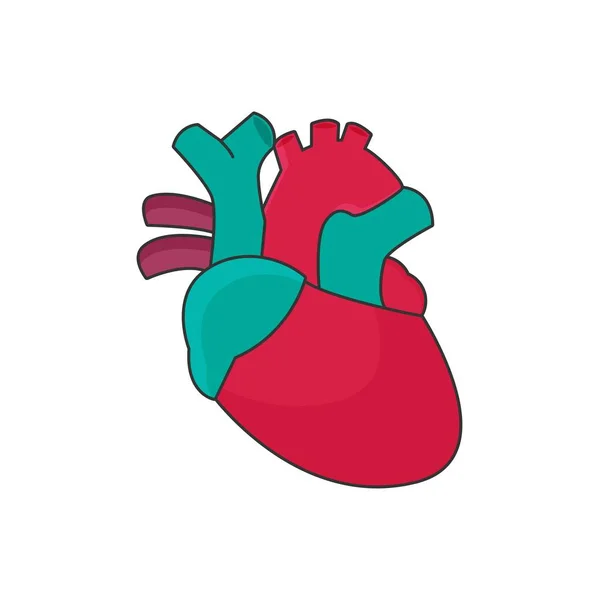 Coração anatômico - Plano —  Vetores de Stock