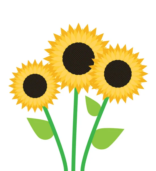 Sunflowers isolated on white — Stock Vector