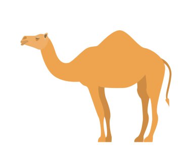 Beyaz arka plan üzerinde düz tarzı çizgi film deve