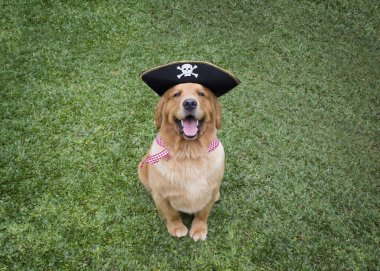 Bir korsan gibi giyinen mutlu Golden Retriever