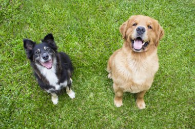 Çimen sokak köpeği ile oturup mutlu altın geri almak.