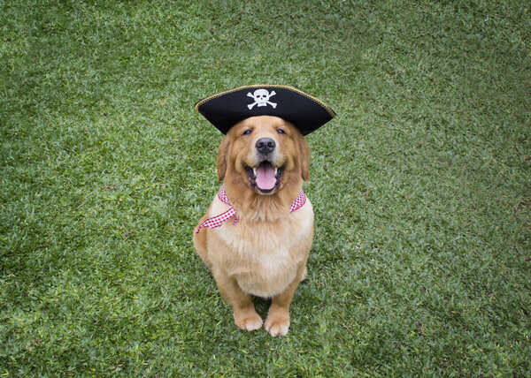 Happy Golden Retriever Dressed Like a Pirate