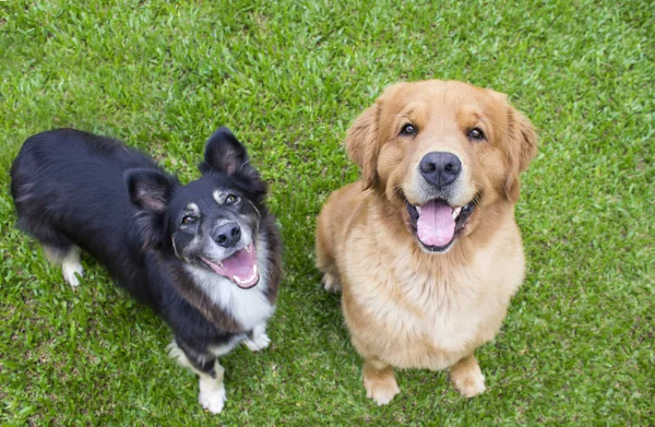 Çimen sokak köpeği ile oturup mutlu altın geri almak.