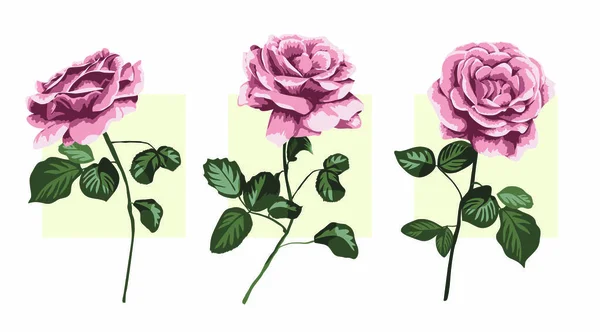 Ilustração de três rosas rosa — Vetor de Stock