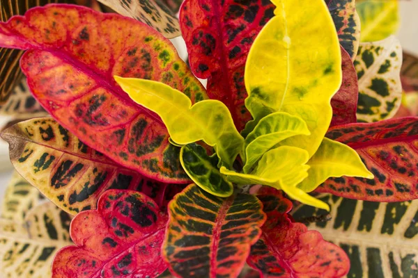 Croton Plant närbild — Stockfoto