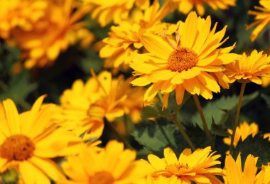 Parlak sarı çiçek tarlası