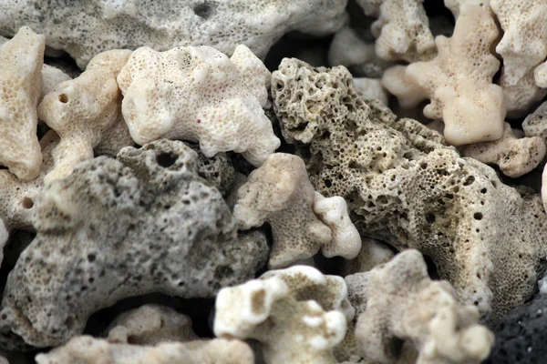 Close-up of dead coral