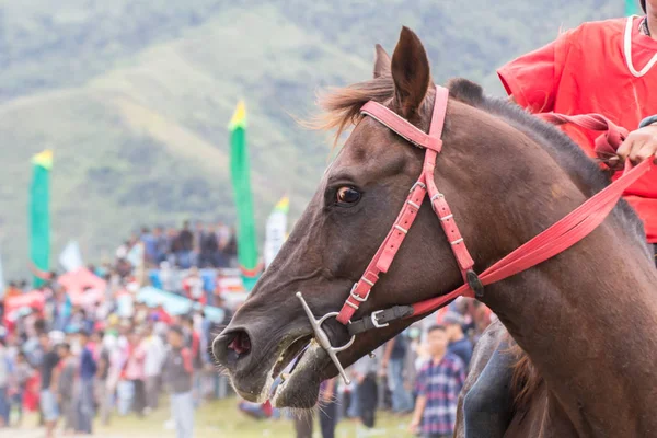 Bir kazanan at yarışı Takengon Aceh Endonezya'daki bir at yarışı için gülümseyen at haline 