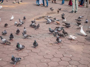 Sürü Pigeon kuş Batu mağaraları, Malezya
