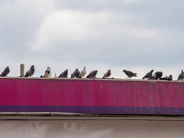 Pigeon kuş çatıda demet