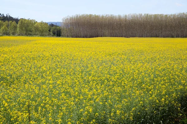 Campo de flores en primavera