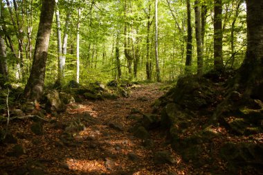 Baharda kayın ormanı