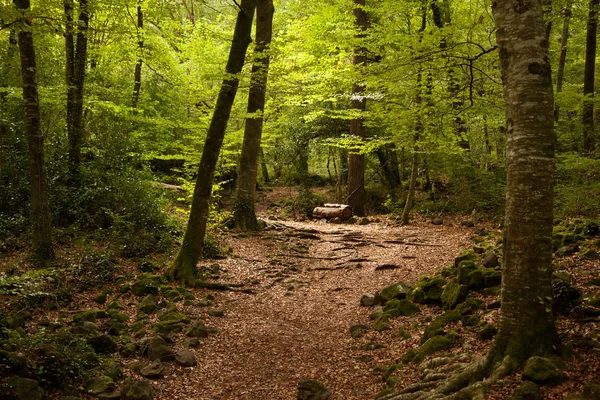 Kayın ağaçları orman